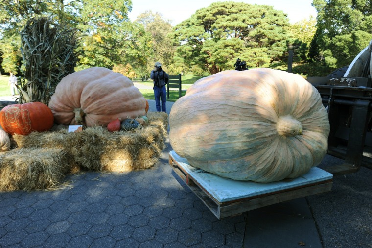 Image: A pumpkin weighing 1,810.5 pounds (821.2